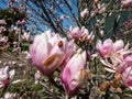 The saucer magnolia - Magnolia Ãâ soulangeana Magnolia denudata Ãâ Magnolia liliiflora flowering with large, early-blooming Royalty Free Stock Photo